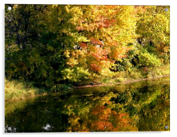Fall tree reflections Acrylic by Stephanie Moore