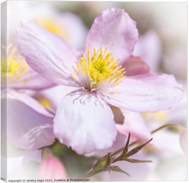 Clematis Canvas Print by Jeremy Sage