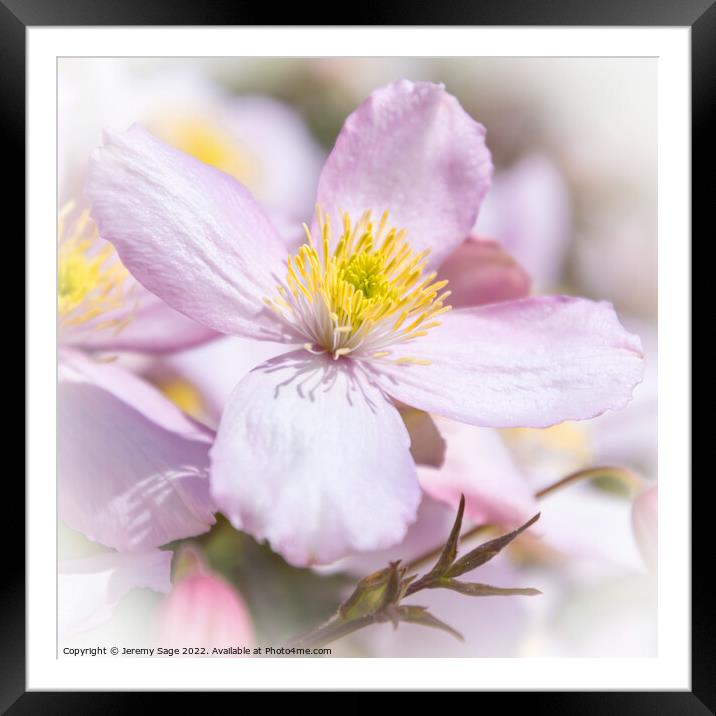 Clematis Framed Mounted Print by Jeremy Sage