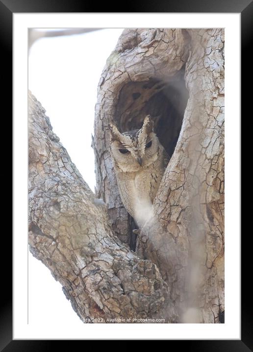 scope owl  Framed Mounted Print by anurag gupta