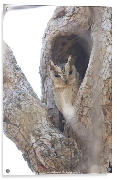 scope owl  Acrylic by anurag gupta