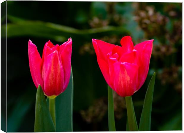 Tulip Time Canvas Print by Gerry Walden LRPS