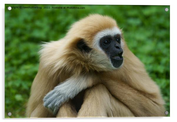 Lar Gibbon Acrylic by rawshutterbug 