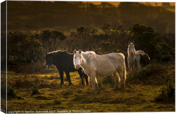 Wild Bodmin Ponies grazing in evening light on the Canvas Print by Gordon Scammell