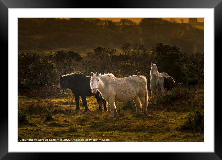 Wild Bodmin Ponies grazing in evening light on the Framed Mounted Print by Gordon Scammell