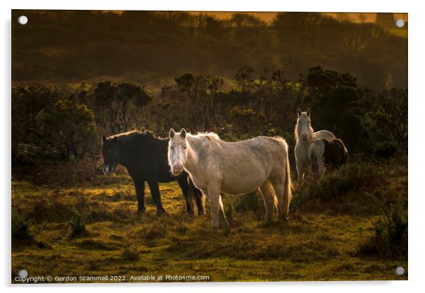 Wild Bodmin Ponies grazing in evening light on the Acrylic by Gordon Scammell
