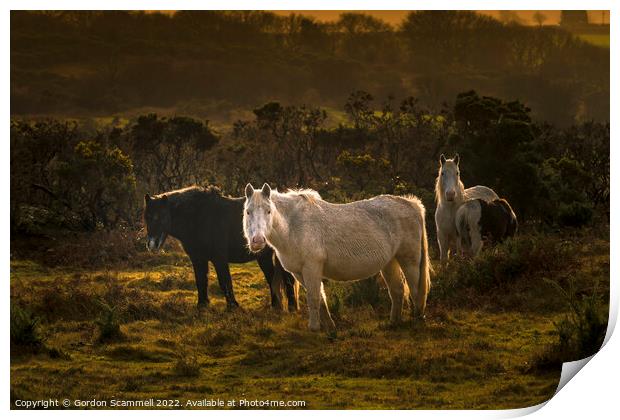 Wild Bodmin Ponies grazing in evening light on the Print by Gordon Scammell