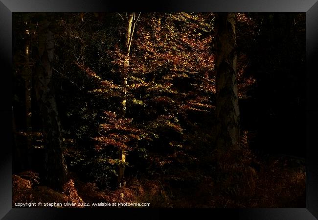 Autumn Light Framed Print by Stephen Oliver