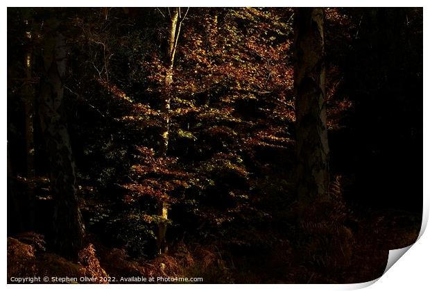 Autumn Light Print by Stephen Oliver