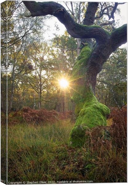 Forest Sun Star Canvas Print by Stephen Oliver
