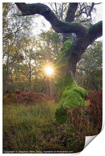 Forest Sun Star Print by Stephen Oliver