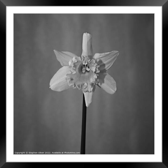Abstract Daffodil   Framed Mounted Print by Stephen Oliver