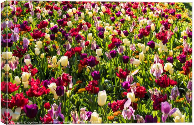 Colourful tulips Canvas Print by Gordon Scammell