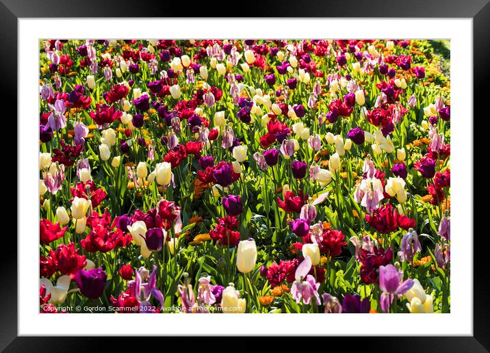 Colourful tulips Framed Mounted Print by Gordon Scammell
