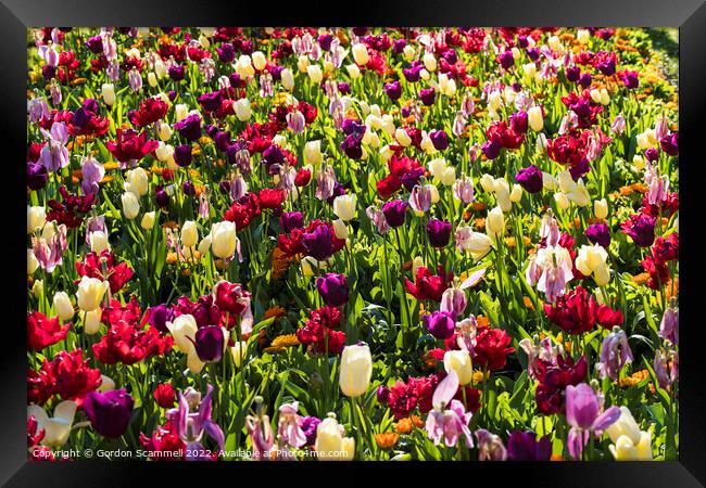 Colourful tulips Framed Print by Gordon Scammell