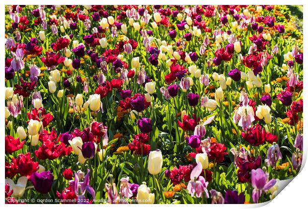 Colourful tulips Print by Gordon Scammell