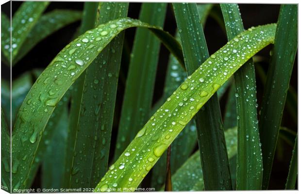 Dewdrops on Iris leaves. Canvas Print by Gordon Scammell