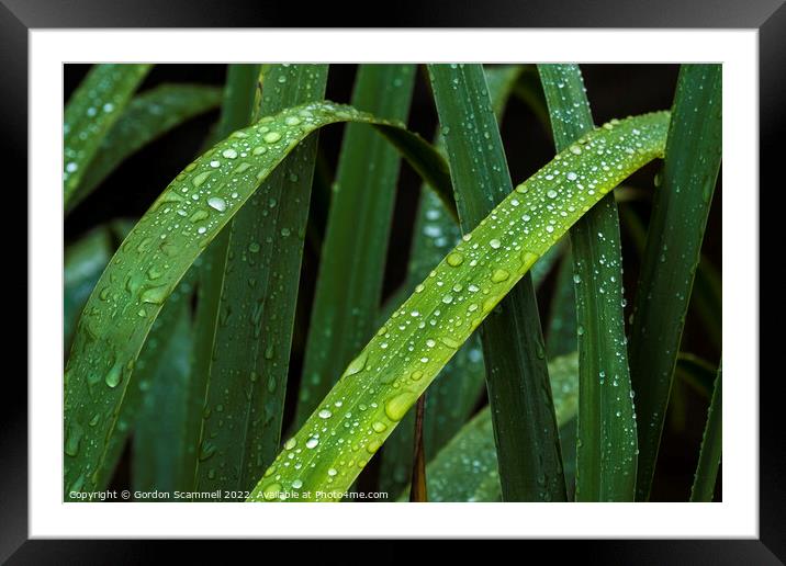 Dewdrops on Iris leaves. Framed Mounted Print by Gordon Scammell