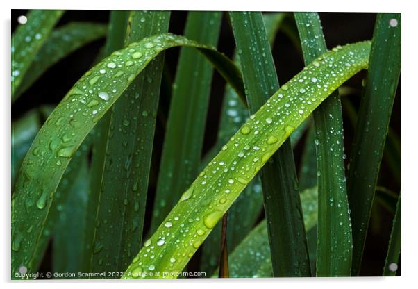 Dewdrops on Iris leaves. Acrylic by Gordon Scammell