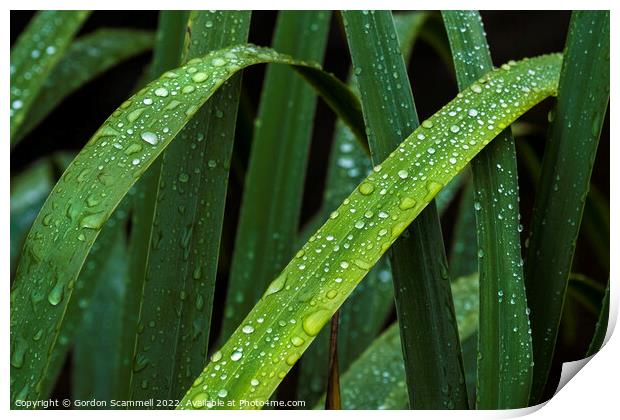 Dewdrops on Iris leaves. Print by Gordon Scammell