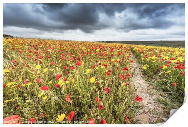 The spectacular poppy and corn marigold fields on  Print by Gordon Scammell