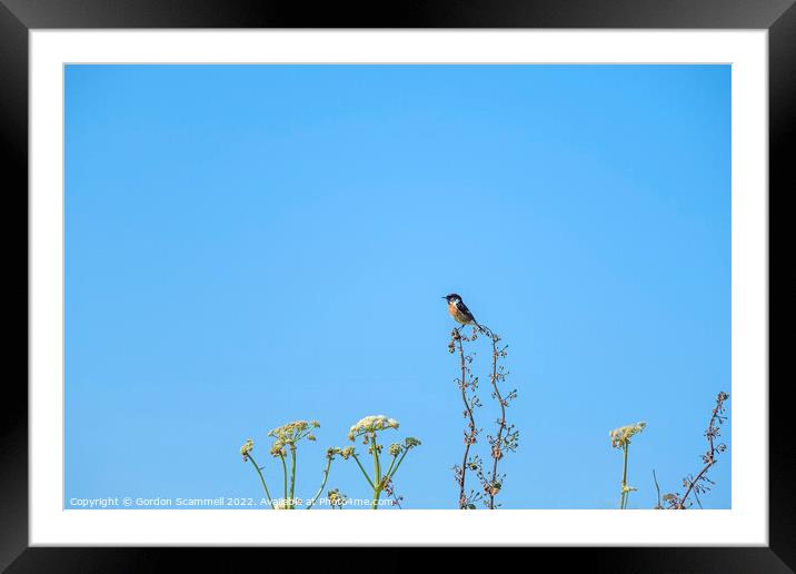 A Stonechat perched on a plant in a field. Framed Mounted Print by Gordon Scammell