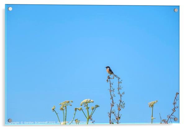 A Stonechat perched on a plant in a field. Acrylic by Gordon Scammell