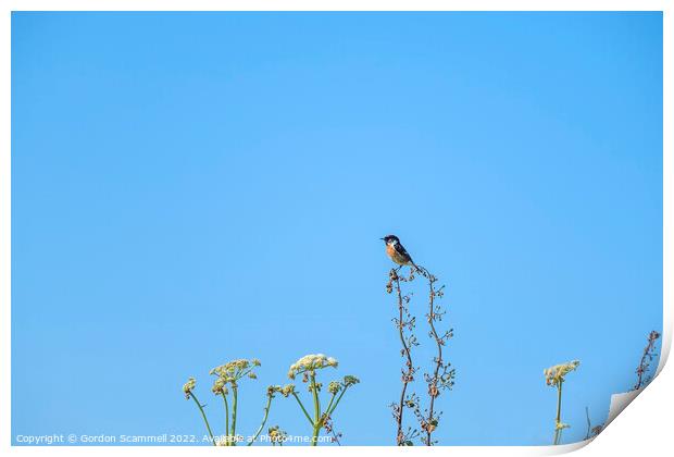 A Stonechat perched on a plant in a field. Print by Gordon Scammell