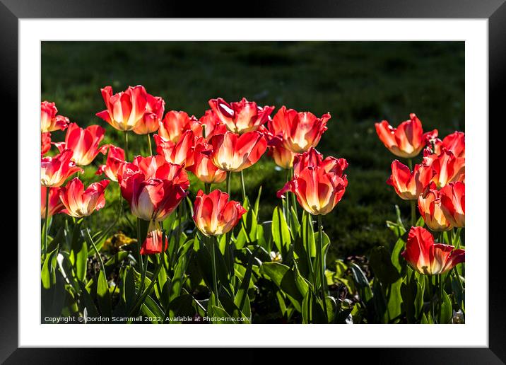 Red Tulips. Framed Mounted Print by Gordon Scammell