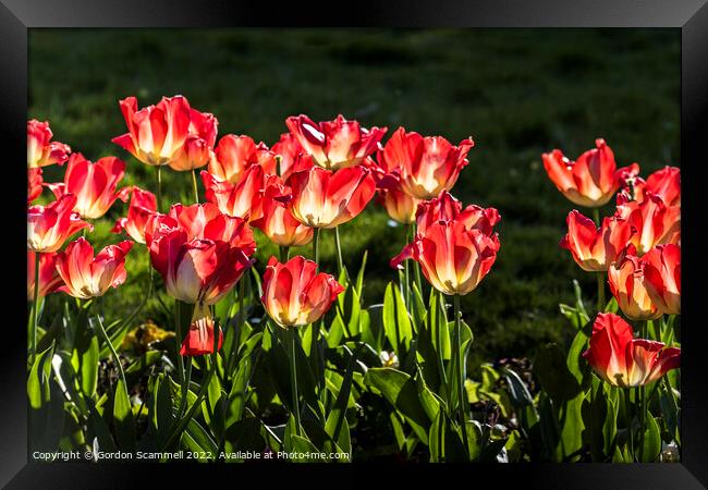 Red Tulips. Framed Print by Gordon Scammell