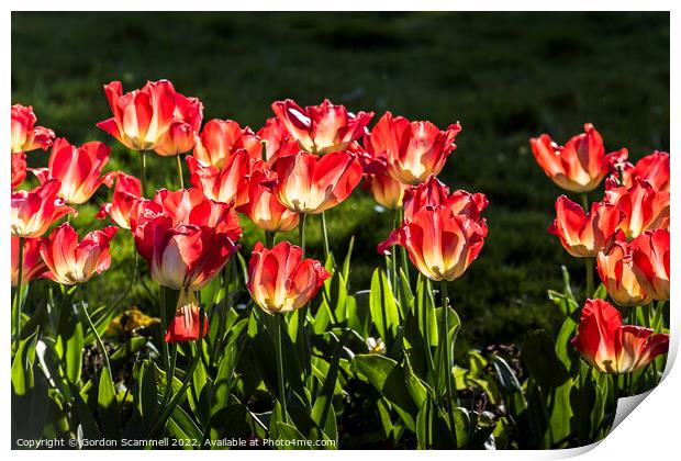Red Tulips. Print by Gordon Scammell