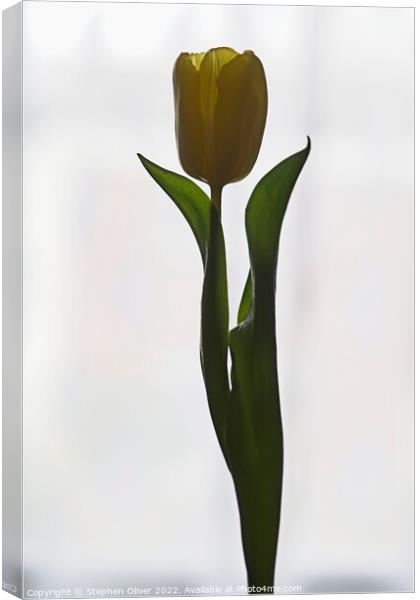 Posing Tulip Canvas Print by Stephen Oliver