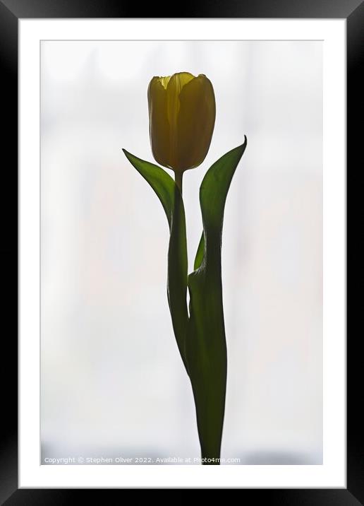 Posing Tulip Framed Mounted Print by Stephen Oliver