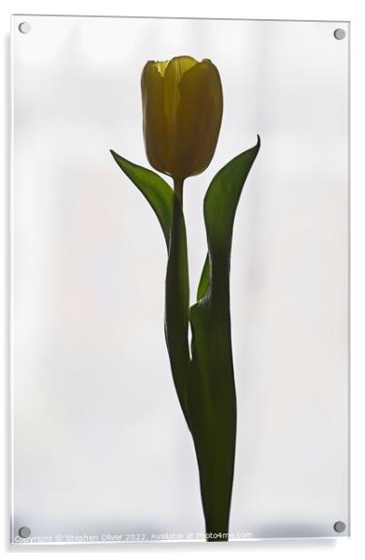 Posing Tulip Acrylic by Stephen Oliver