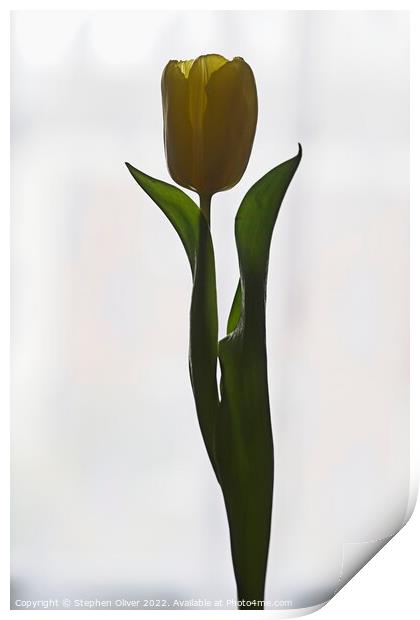 Posing Tulip Print by Stephen Oliver