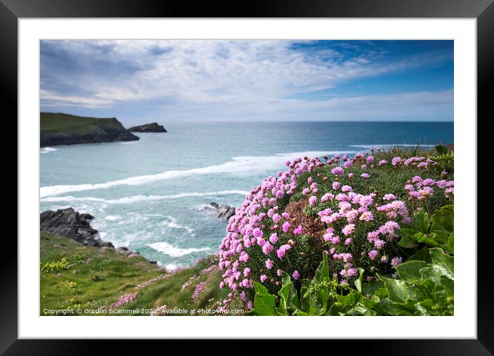 Sea Thrift growing on the coast at Polly Joke in C Framed Mounted Print by Gordon Scammell