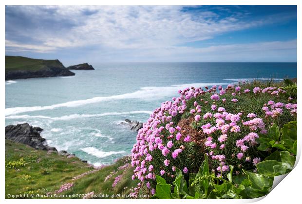 Sea Thrift growing on the coast at Polly Joke in C Print by Gordon Scammell