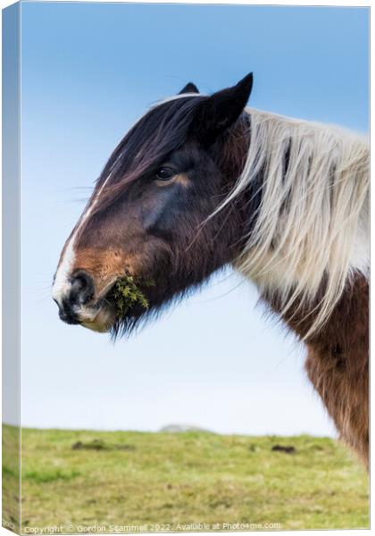 A wild Bodmin Pony grazing on gorse on Bodmin Moor Canvas Print by Gordon Scammell
