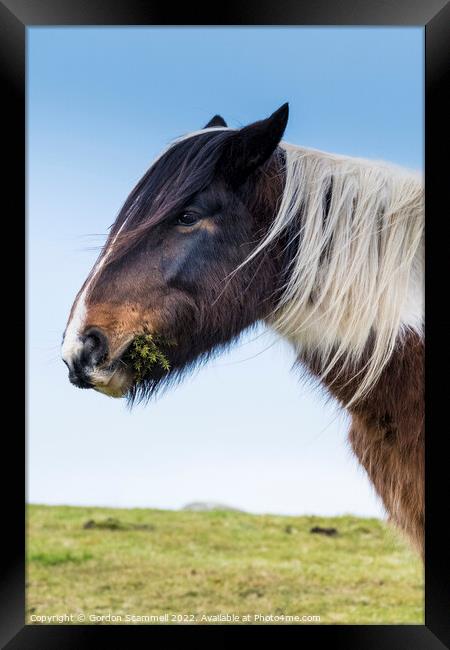 A wild Bodmin Pony grazing on gorse on Bodmin Moor Framed Print by Gordon Scammell