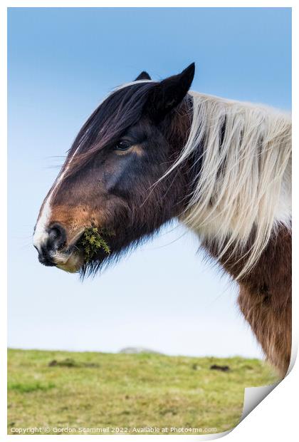 A wild Bodmin Pony grazing on gorse on Bodmin Moor Print by Gordon Scammell