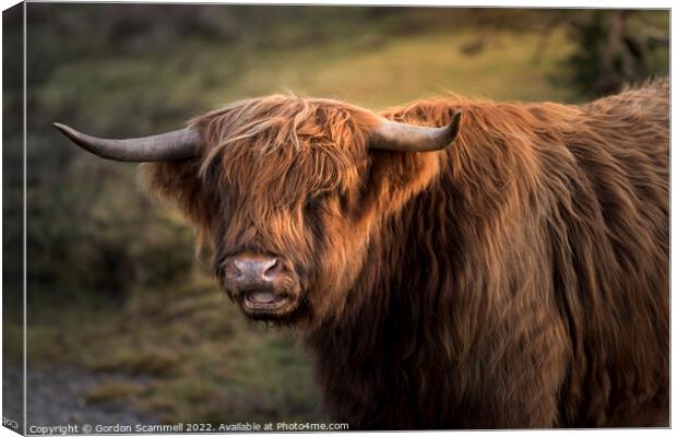 Highland Cattle Canvas Print by Gordon Scammell