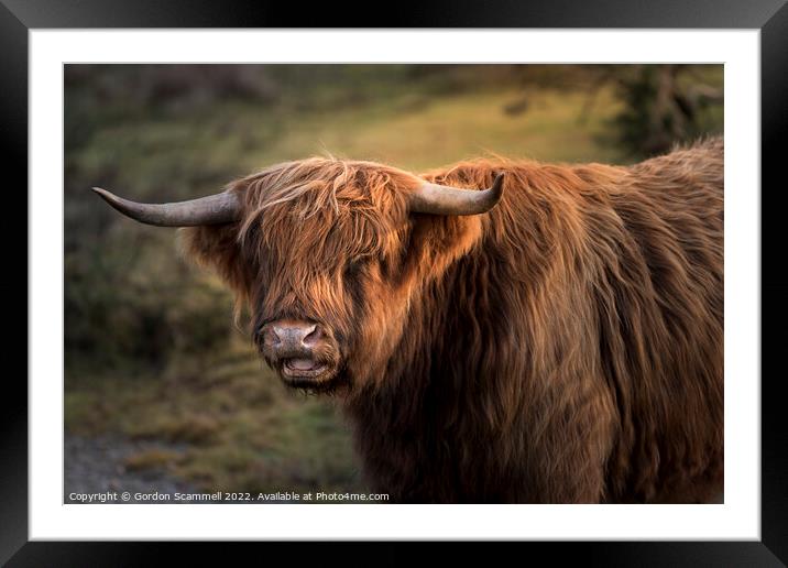 Highland Cattle Framed Mounted Print by Gordon Scammell