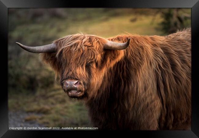 Highland Cattle Framed Print by Gordon Scammell