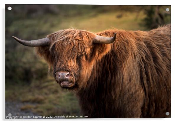 Highland Cattle Acrylic by Gordon Scammell