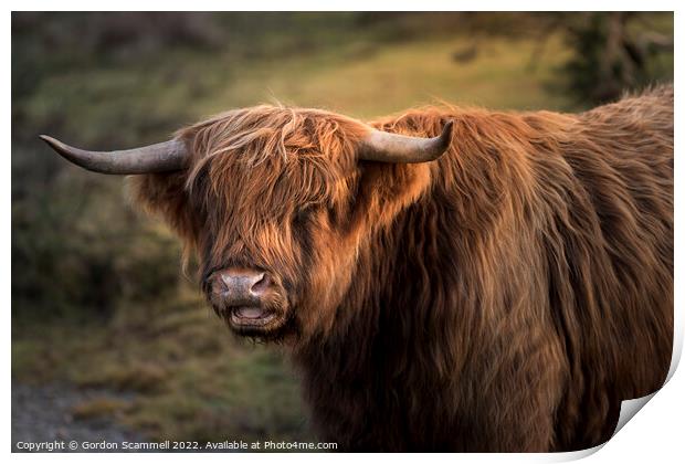 Highland Cattle Print by Gordon Scammell