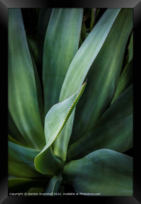 Aloe vera plant. Framed Print by Gordon Scammell