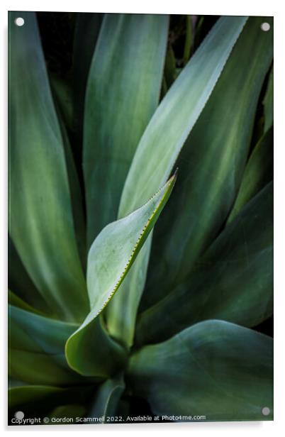Aloe vera plant. Acrylic by Gordon Scammell