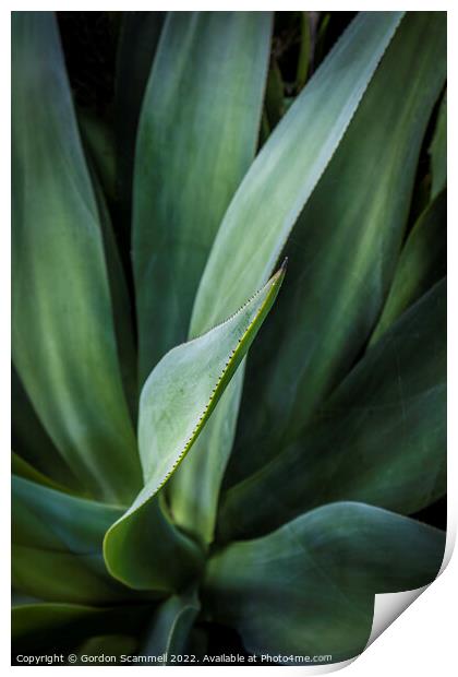 Aloe vera plant. Print by Gordon Scammell