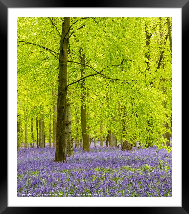 A Carpet Of Bluebells On The Ashridge Estate Framed Mounted Print by Peter Greenway