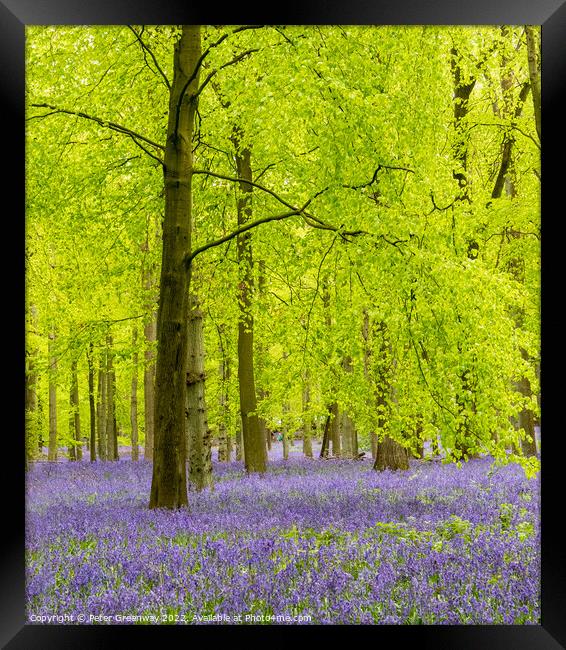 A Carpet Of Bluebells On The Ashridge Estate Framed Print by Peter Greenway